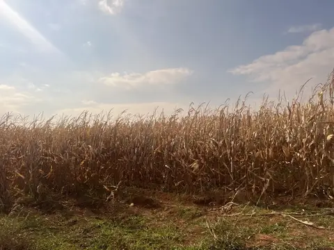 Mardin saha ziyareti (Ocak 2023) — buğday, mısır