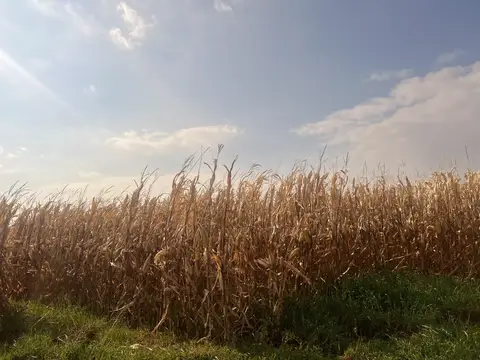 Mardin saha ziyareti (Ocak 2023) — buğday, mısır
