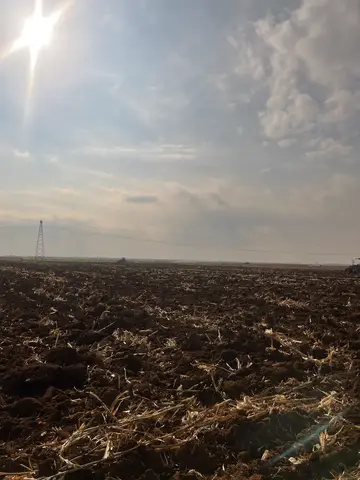 Mardin saha ziyareti (Ocak 2023) — buğday, mısır