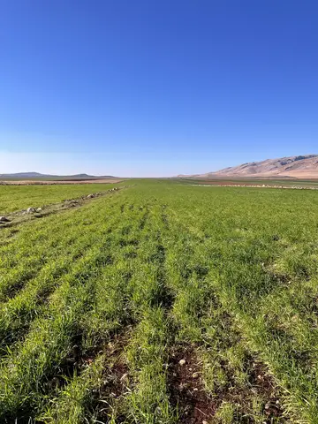 Kızıltepe, Mardin saha ziyareti (Ocak 2023) — buğday