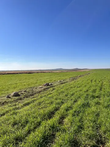 Kızıltepe, Mardin saha ziyareti (Ocak 2023) — buğday