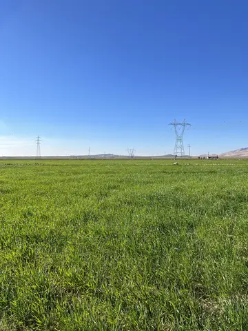 Kızıltepe, Mardin saha ziyareti (Ocak 2023) — buğday