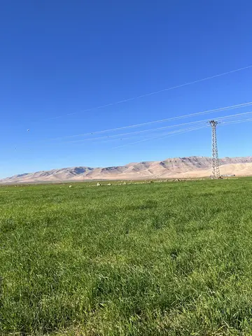 Kızıltepe, Mardin saha ziyareti (Ocak 2023) — buğday