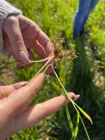 Kızıltepe, Mardin saha ziyareti (Ocak 2023) — buğday