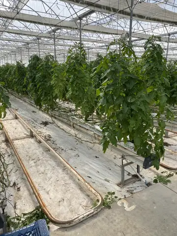 Mersin saha ziyareti (Mart 2021) — domates