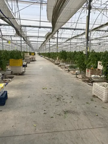 Mersin saha ziyareti (Mart 2021) — domates
