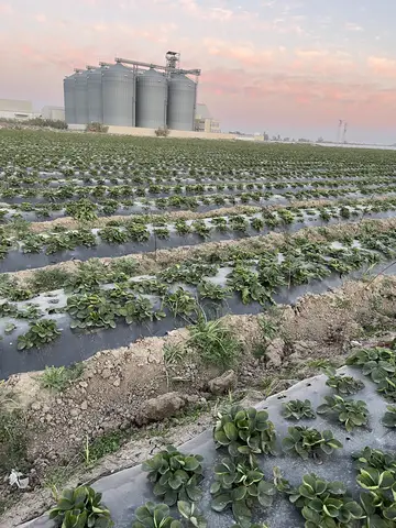 Tarsus, Mersin saha ziyareti (Ocak 2025) — çilek