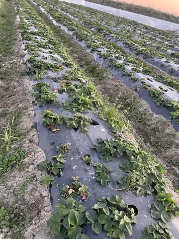 Tarsus, Mersin saha ziyareti (Ocak 2025) — çilek