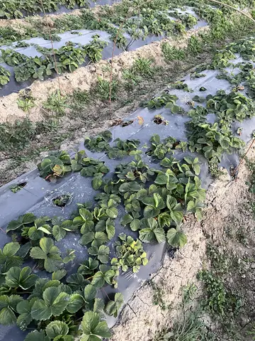 Tarsus, Mersin saha ziyareti (Ocak 2025) — çilek
