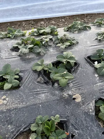 Tarsus, Mersin saha ziyareti (Ocak 2025) — çilek