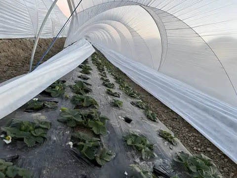 Tarsus, Mersin saha ziyareti (Ocak 2025) — çilek