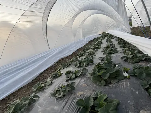 Tarsus, Mersin saha ziyareti (Ocak 2025) — çilek