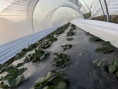 Tarsus, Mersin saha ziyareti (Ocak 2025) — çilek