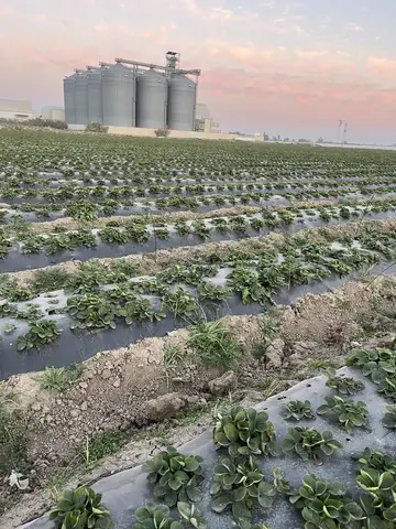 Tarsus, Mersin saha ziyareti (Ocak 2025) — çilek
