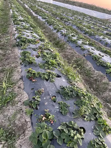 Tarsus, Mersin saha ziyareti (Ocak 2025) — çilek