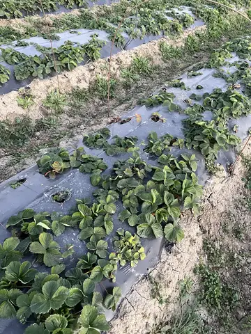 Tarsus, Mersin saha ziyareti (Ocak 2025) — çilek