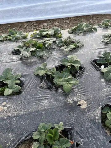Tarsus, Mersin saha ziyareti (Ocak 2025) — çilek