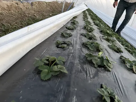 Tarsus, Mersin saha ziyareti (Ocak 2025) — çilek