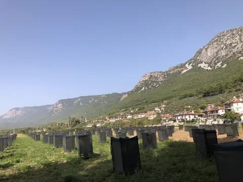 Ula, Muğla saha ziyareti (Ekim 2020) — fidan