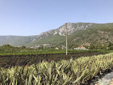 Ula, Muğla saha ziyareti (Ekim 2020) — fidan