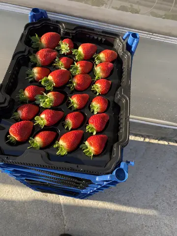Fethiye, Muğla saha ziyareti (Şubat 2021) — çilek
