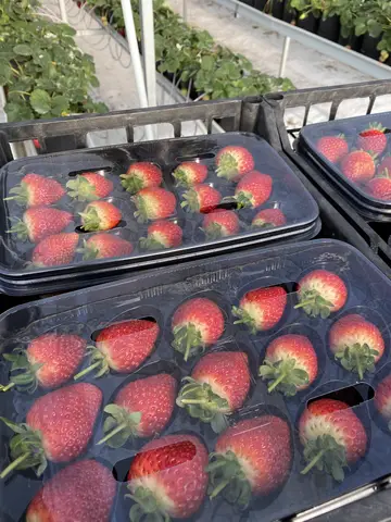 Fethiye, Muğla saha ziyareti (Şubat 2021) — çilek
