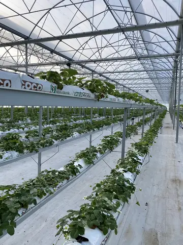 Milas, Muğla saha ziyareti (Şubat 2021) — çilek