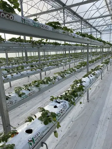 Milas, Muğla saha ziyareti (Şubat 2021) — çilek