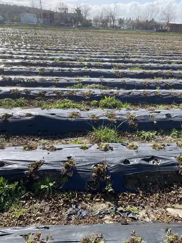 Seydikemer, Muğla saha ziyareti (Şubat 2021) — çilek