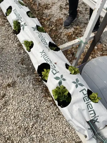 Seydikemer, Muğla saha ziyareti (Şubat 2021) — çilek
