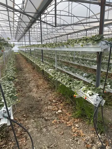 Seydikemer, Muğla saha ziyareti (Şubat 2021) — çilek