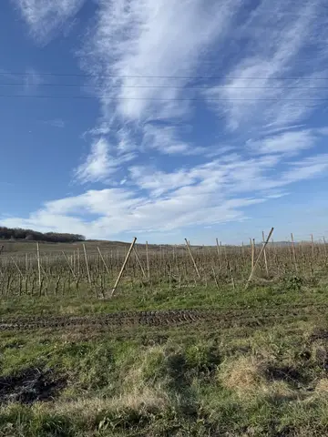 Samsun saha ziyareti (Ocak 2024) — brokoli