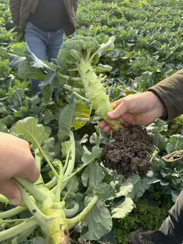 Samsun saha ziyareti (Ocak 2024) — brokoli