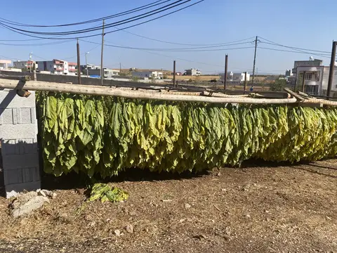 Siirt saha ziyareti (Ekim 2022) — tütün