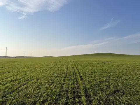 Kurtalan, Siirt saha ziyareti (Ocak 2023) — buğday