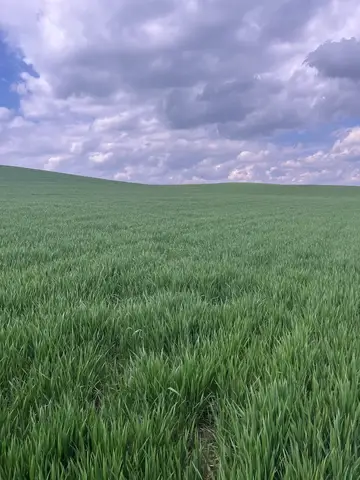 Siirt saha ziyareti (Mart 2023) — buğday