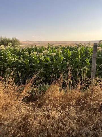 Siirt saha ziyareti (Eylül 2023) — mısır