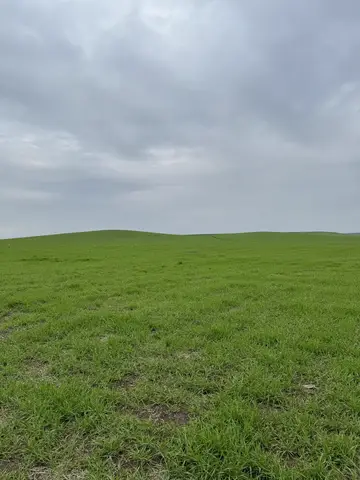 Siirt saha ziyareti (Ocak 2024) — buğday