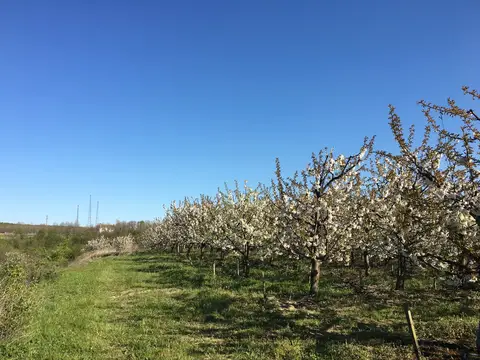 Saray, Tekirdağ saha ziyareti (Nisan 2017) — kiraz