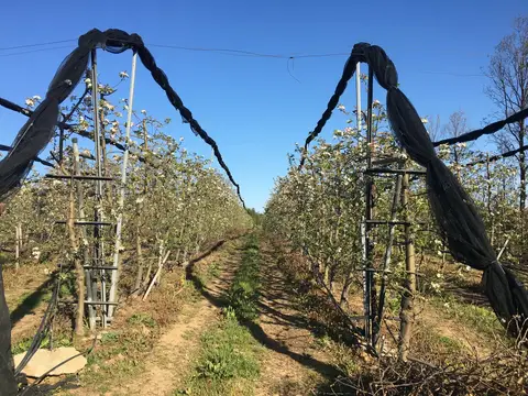 Saray, Tekirdağ saha ziyareti (Nisan 2017) — kiraz