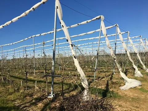 Saray, Tekirdağ saha ziyareti (Nisan 2017) — kiraz