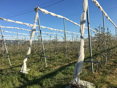 Saray, Tekirdağ saha ziyareti (Nisan 2017) — kiraz