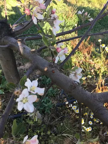 Saray, Tekirdağ saha ziyareti (Nisan 2017) — kiraz