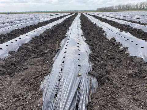 Ukrayna saha ziyareti (Nisan 2021) — patates