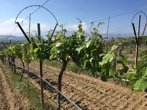 Eşme, Uşak saha ziyareti (Mayıs 2017) — üzüm
