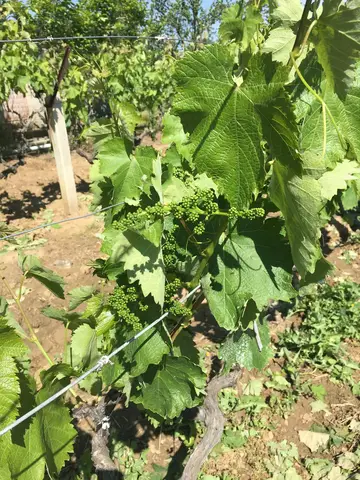 Eşme, Uşak saha ziyareti (Mayıs 2017) — üzüm