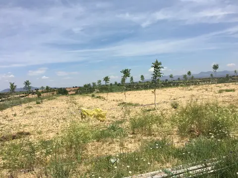 Eşme, Uşak saha ziyareti (Mayıs 2017) — üzüm