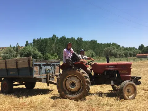 Eşme, Uşak saha ziyareti (Temmuz 2017) — patates