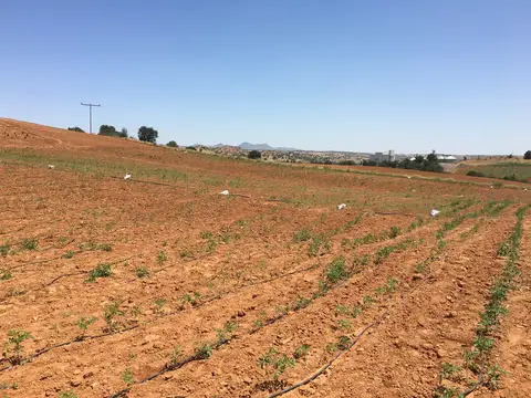 Eşme, Uşak saha ziyareti (Temmuz 2017) — patates