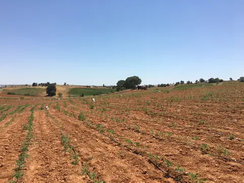 Eşme, Uşak saha ziyareti (Temmuz 2017) — patates